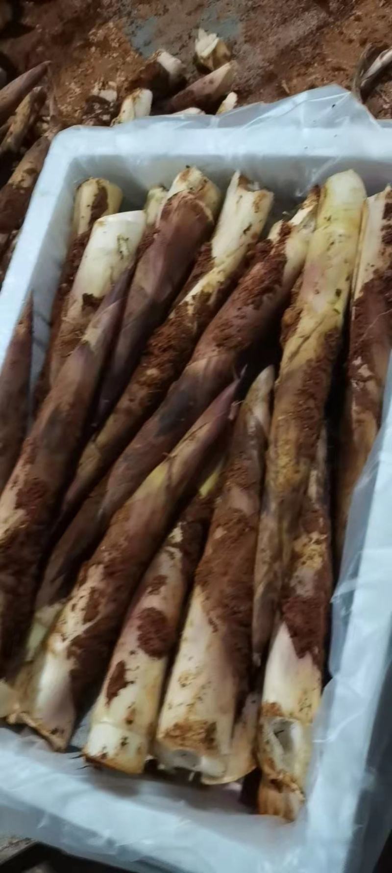 新鲜现挖雷竹笋批发雷笋鲜笋春笋笋尖中笋小笋