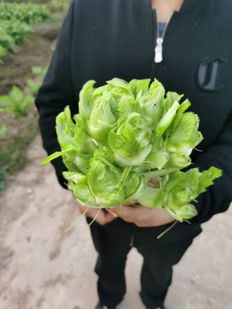 儿菜，抱儿菜，母子菜，中华神菜，大心小心均可选择