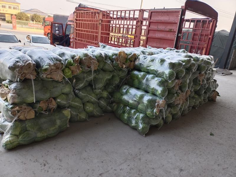 精品甘蓝十一月大量上市湖北产地直供质量保证对接商超