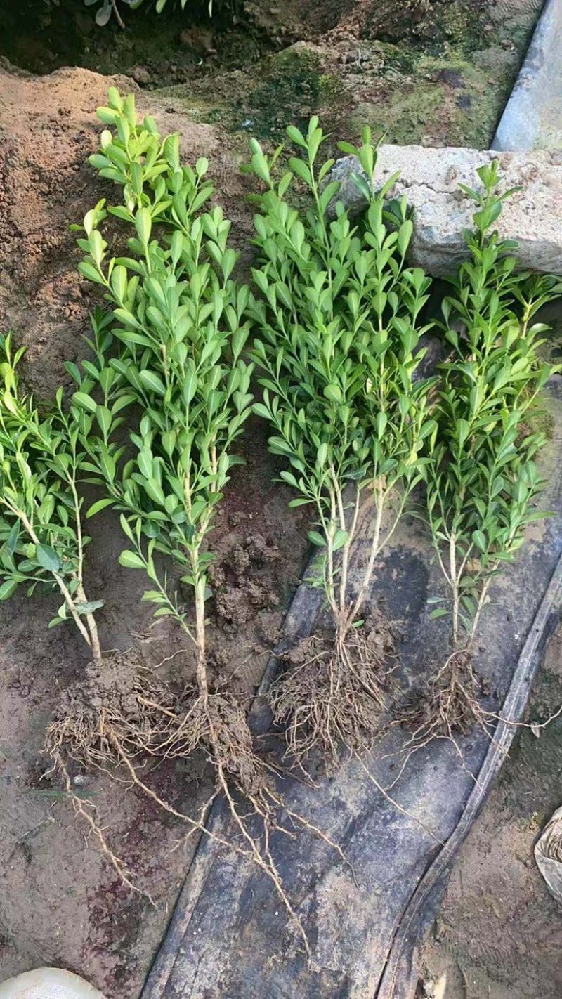 小叶黄杨，工程绿化用，产地种植批发大量供应