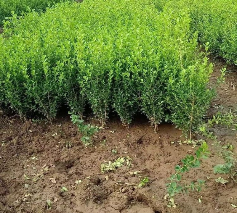 小叶黄杨，工程绿化用，产地种植批发大量供应