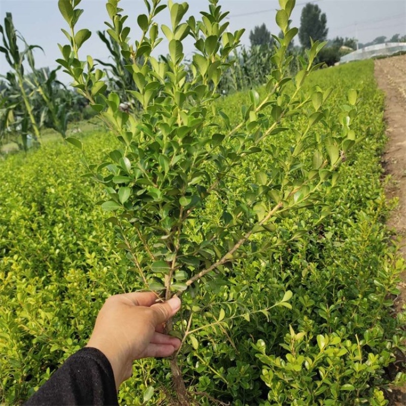 小叶黄杨，瓜子黄杨，黄杨，种植基地，产地批发