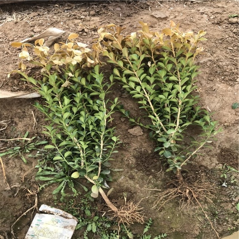 小叶黄杨，各种规格，冠幅大，基地量大，产地批发