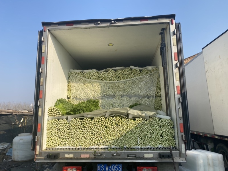芹菜安徽芹菜大中小颗芹菜。美国西芹，质量保证，代发全国，