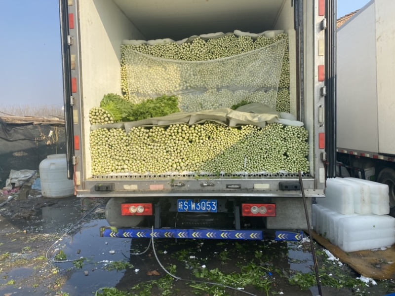 芹菜安徽芹菜大中小颗芹菜。美国西芹，质量保证，代发全国，