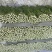 芹菜安徽芹菜大中小颗芹菜。美国西芹，质量保证，代发全国，