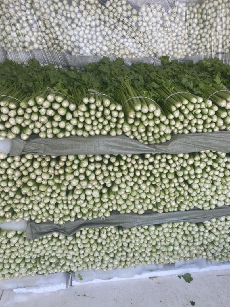 芹菜安徽芹菜大中小颗芹菜。美国西芹，质量保证，代发全国，