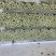 芹菜安徽芹菜大中小颗芹菜。美国西芹，质量保证，代发全国，