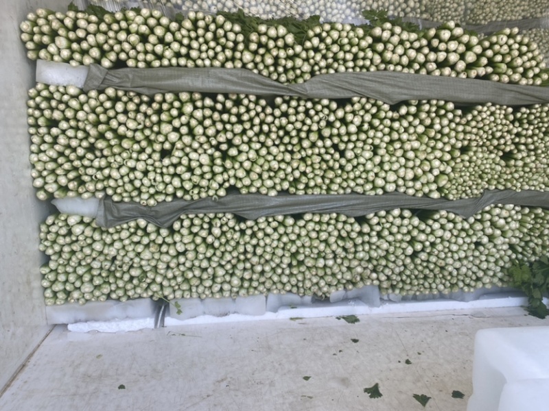 芹菜安徽芹菜大中小颗芹菜。美国西芹，质量保证，代发全国，