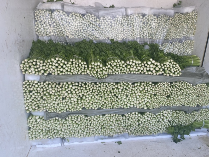 芹菜安徽芹菜大中小颗芹菜。美国西芹，质量保证，代发全国，