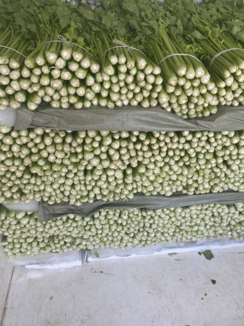 芹菜安徽芹菜大中小颗芹菜。美国西芹，质量保证，代发全国，