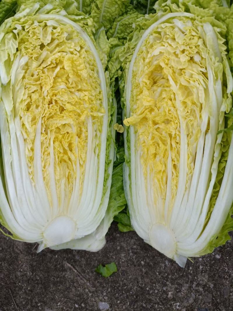 145大白菜***********