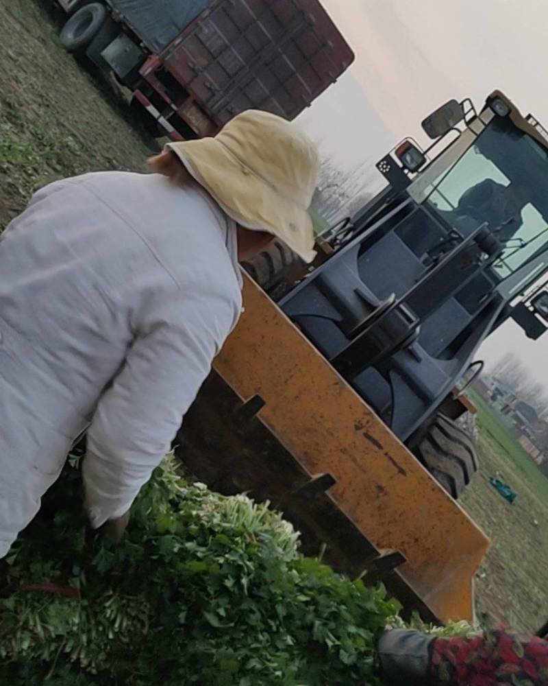 大量求购求售各种脱水香菜精品小菜