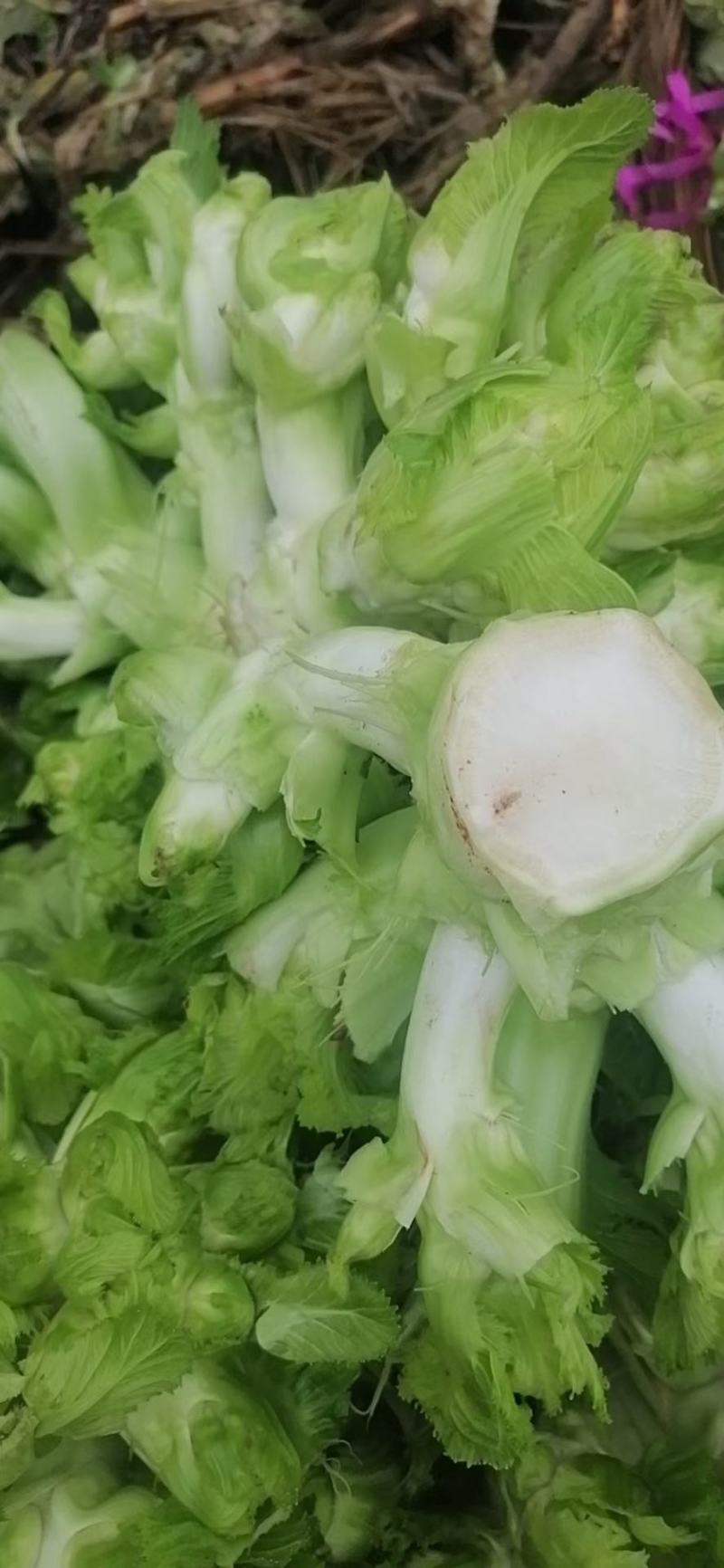 儿菜，抱儿菜，，，，，