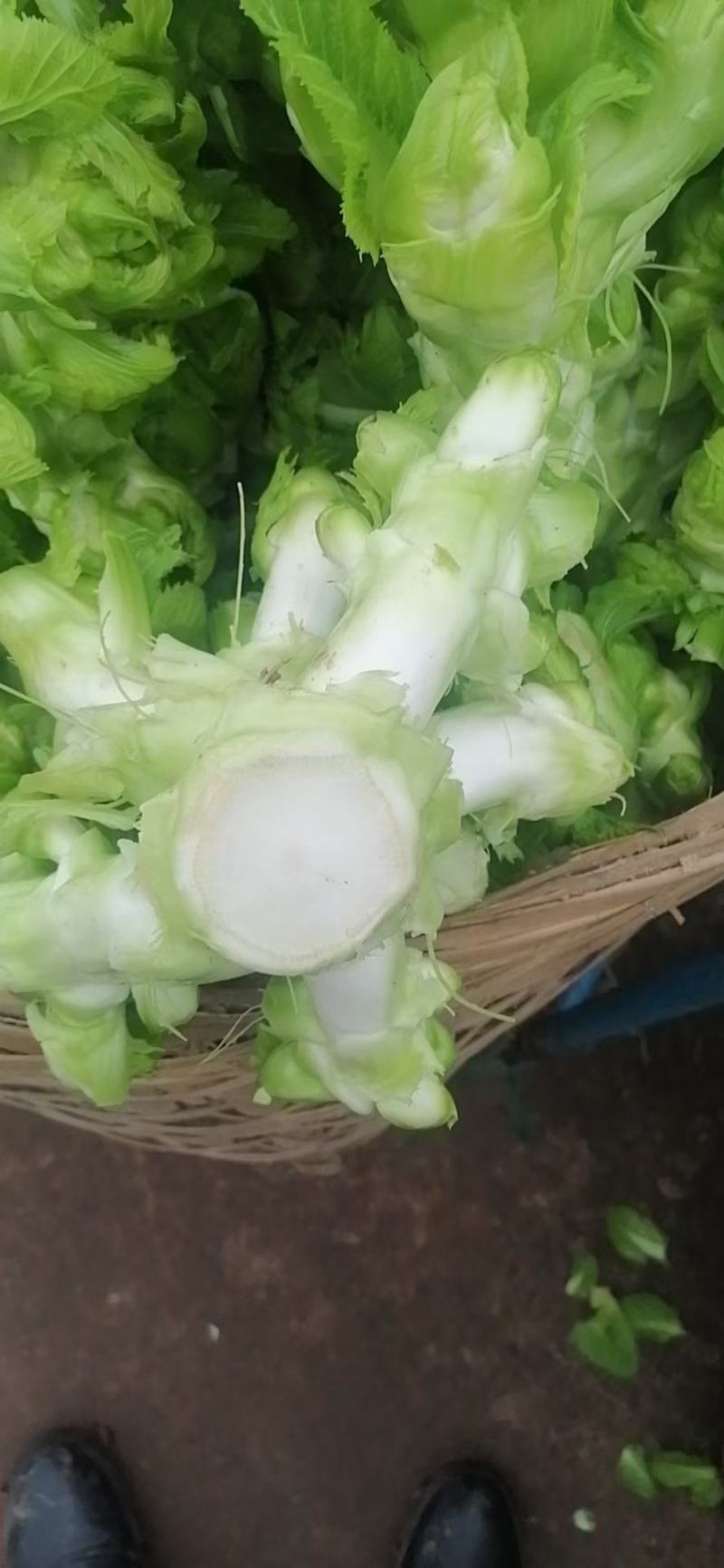 儿菜，抱儿菜，，，，，