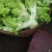 儿菜，抱儿菜，，，，，