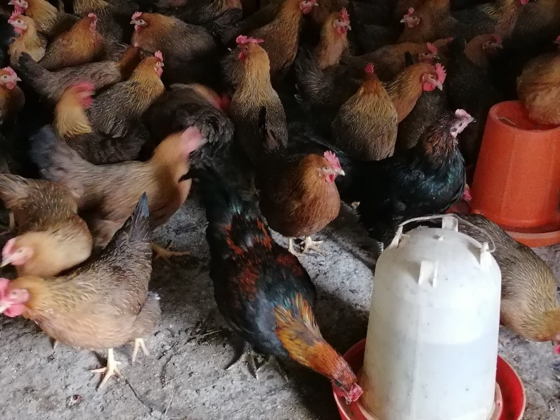 黑土鸡黑土2阉鸡5斤左右一只江西散养鸡批发运输包活提供送货