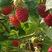 【基地直发】精品红树莓苗双季红树莓苗当年栽苗当年挂果高产