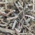 原阳县老张花生秧草料细粉无土无膜无霉变欢迎各商户用户定购