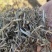 原阳县老张花生秧草料细粉无土无膜无霉变欢迎各商户用户定购