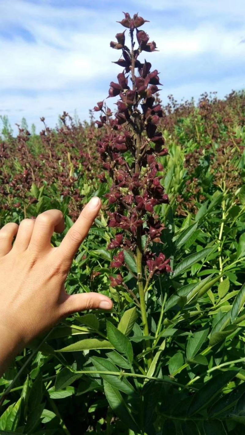 白鲜皮种子，呼伦贝尔种植白鲜皮种子，粒大饱满，干净无颗粒