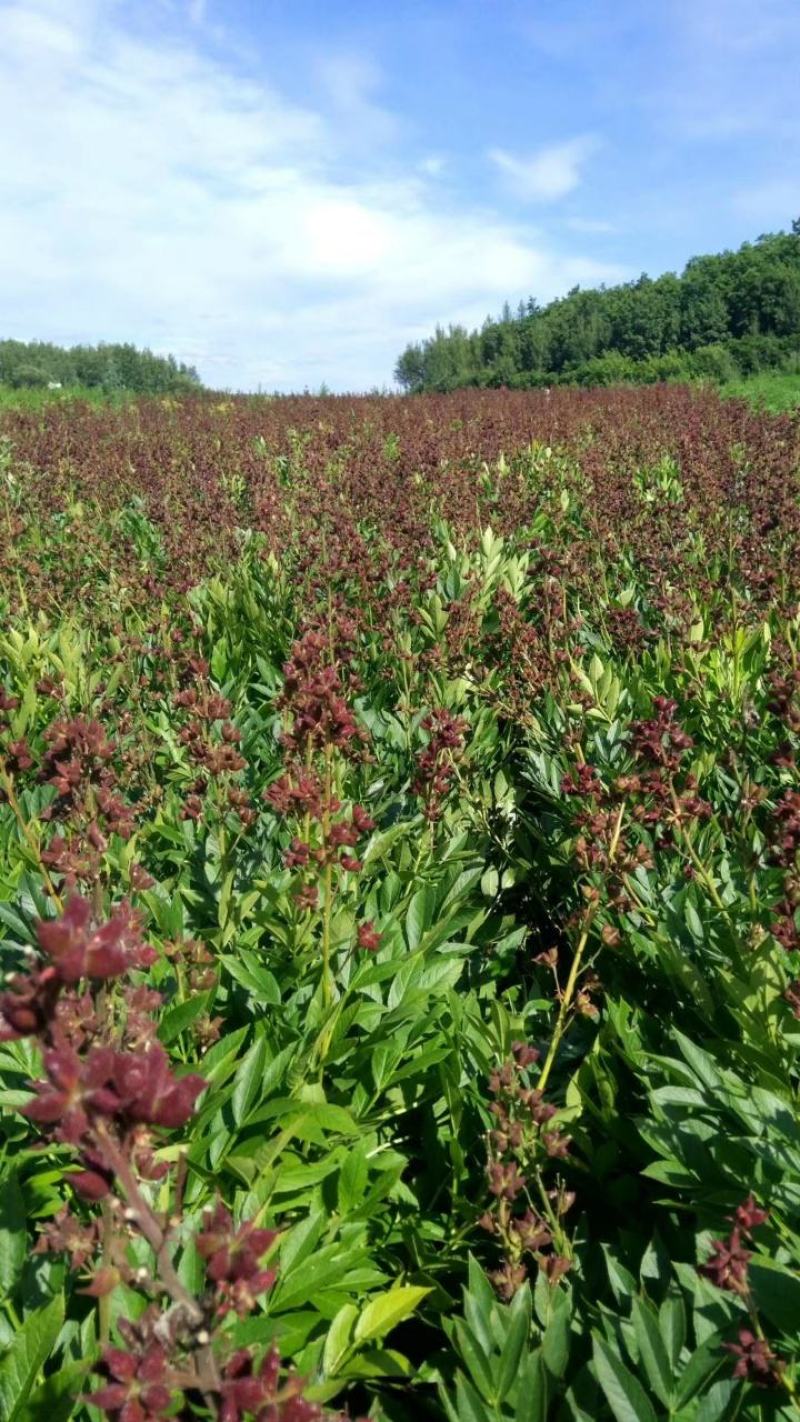 白鲜皮种子，呼伦贝尔种植白鲜皮种子，粒大饱满，干净无颗粒