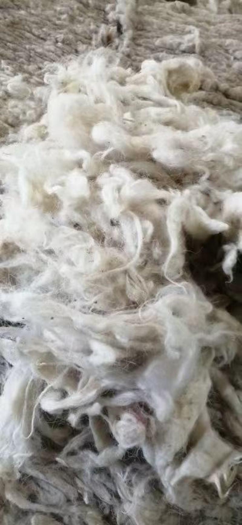 羊毛（各种规格，各种用途羊毛）
