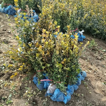 大量低价出售，50-80公分卫矛，胶东卫矛，