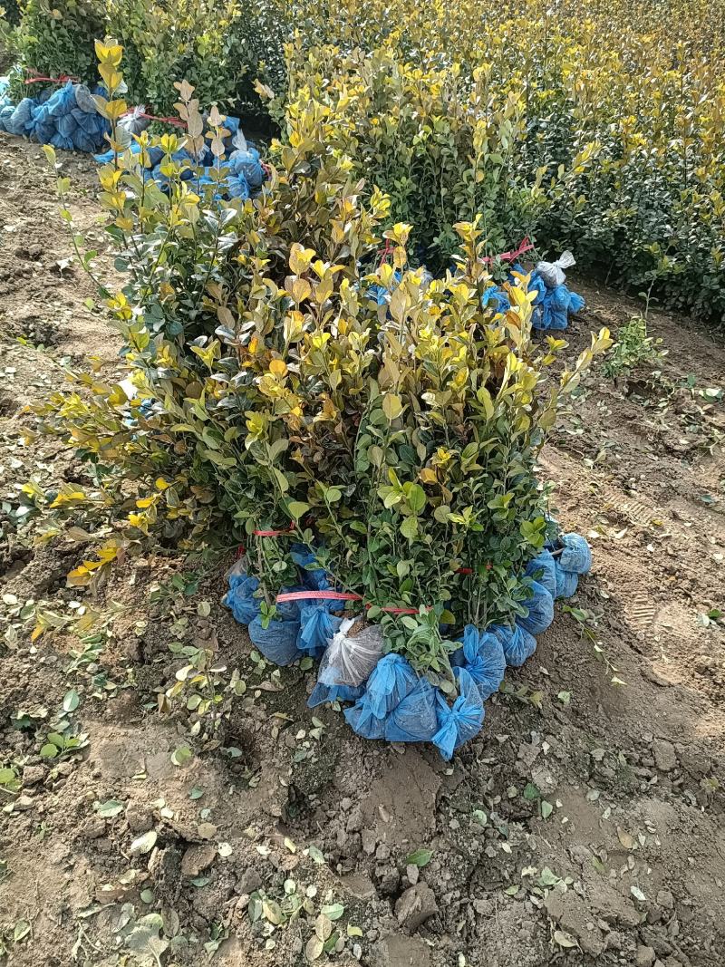 大量低价出售，50-80公分卫矛，胶东卫矛，