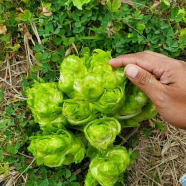儿菜四川儿菜现采现发基地直供保证质量
