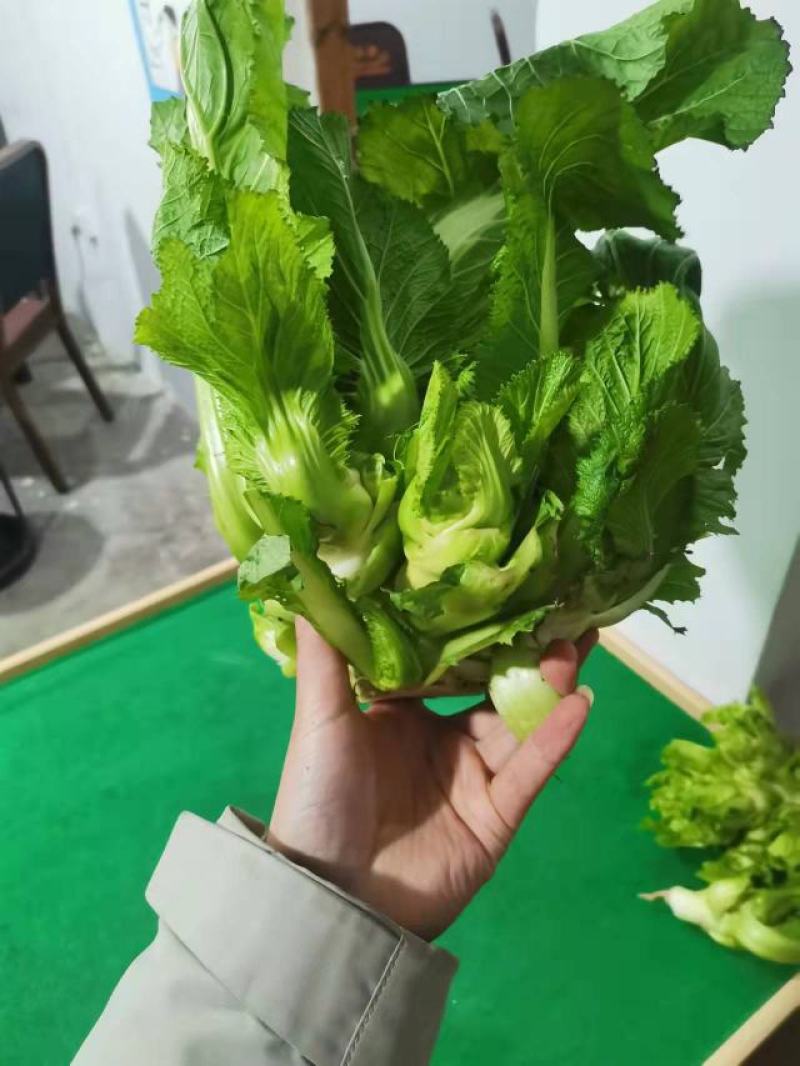儿菜四川儿菜现采现发基地直供保证质量