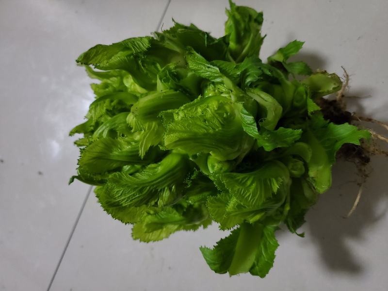 儿菜四川儿菜现采现发基地直供保证质量