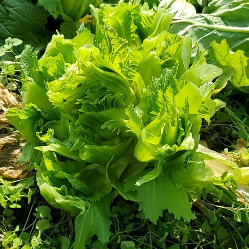 儿菜四川儿菜现采现发基地直供保证质量