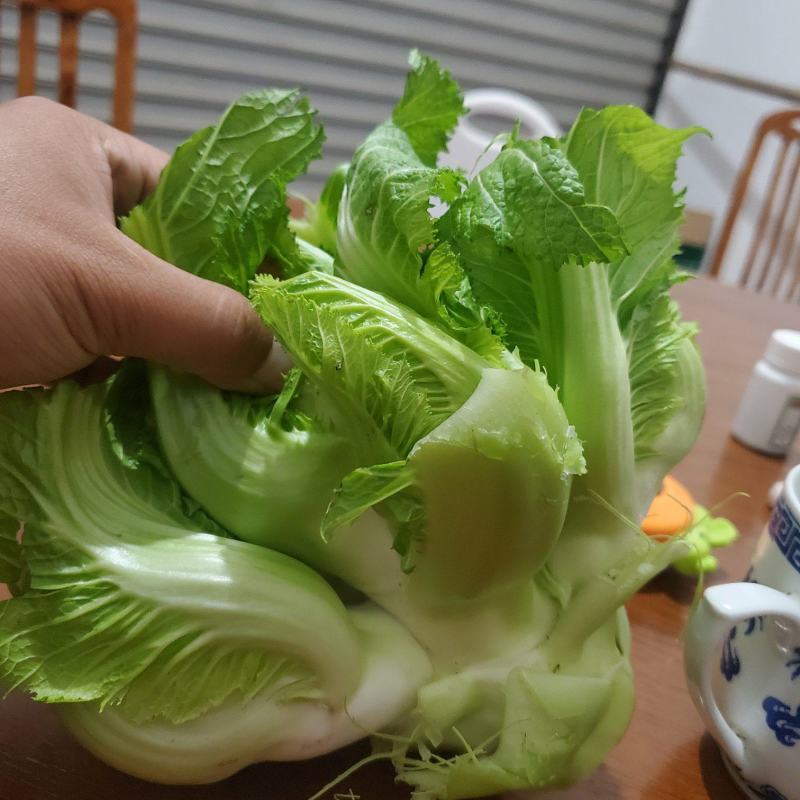 儿菜四川儿菜现采现发基地直供保证质量