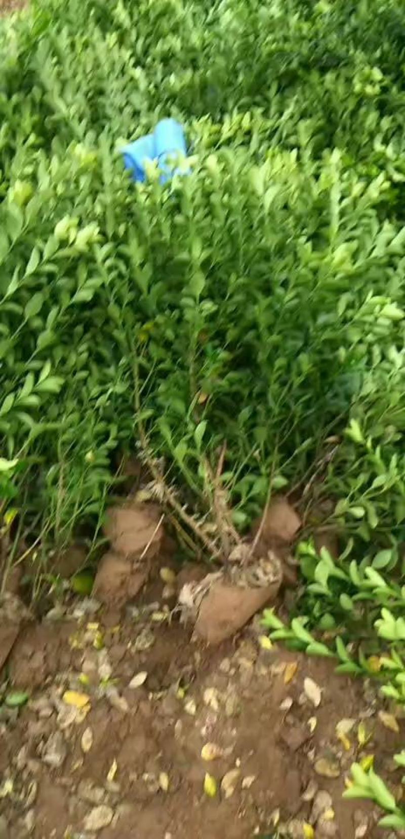 大量低价出售，50-80公分，大叶黄杨，冬青
