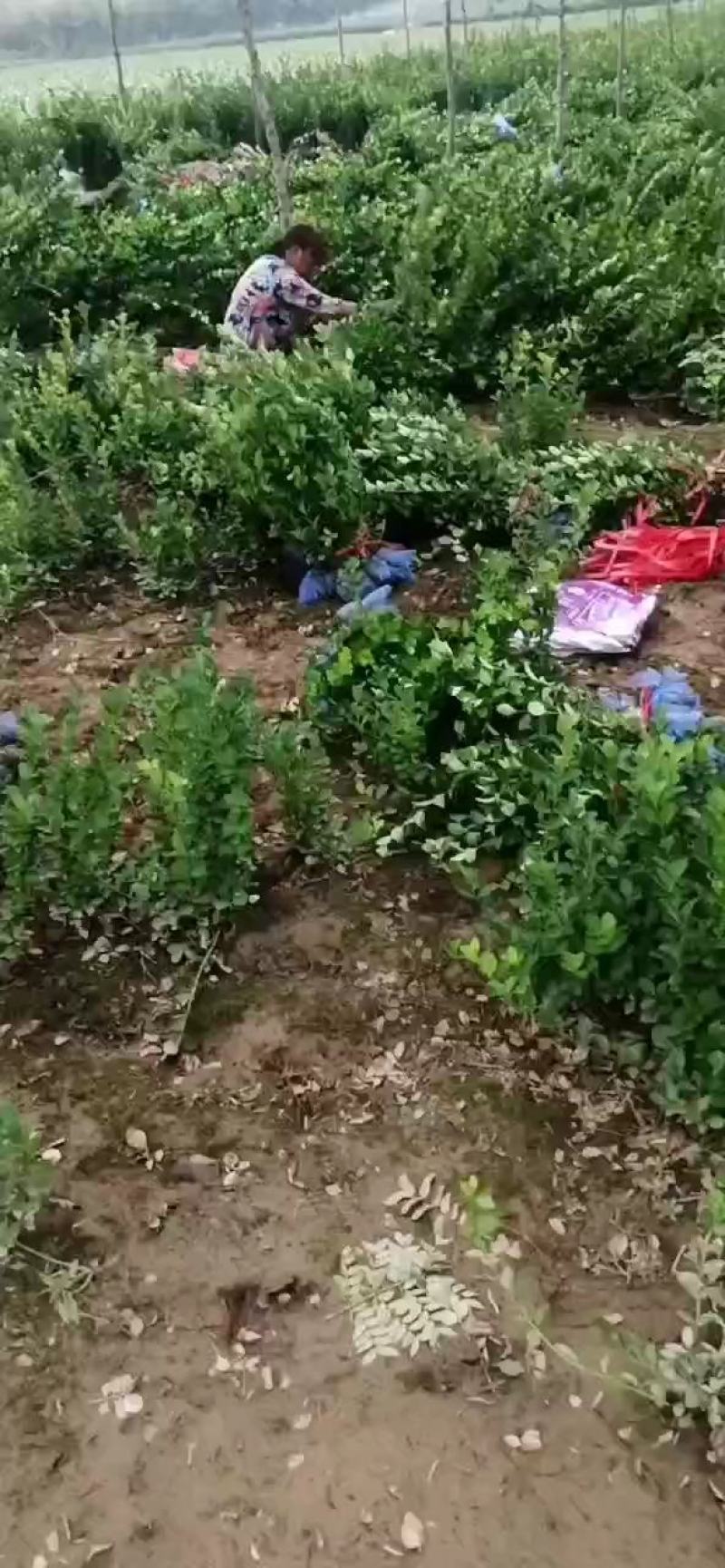 大量低价出售，50-80公分，大叶黄杨，冬青