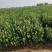 大量低价出售，50-80公分，大叶黄杨，冬青