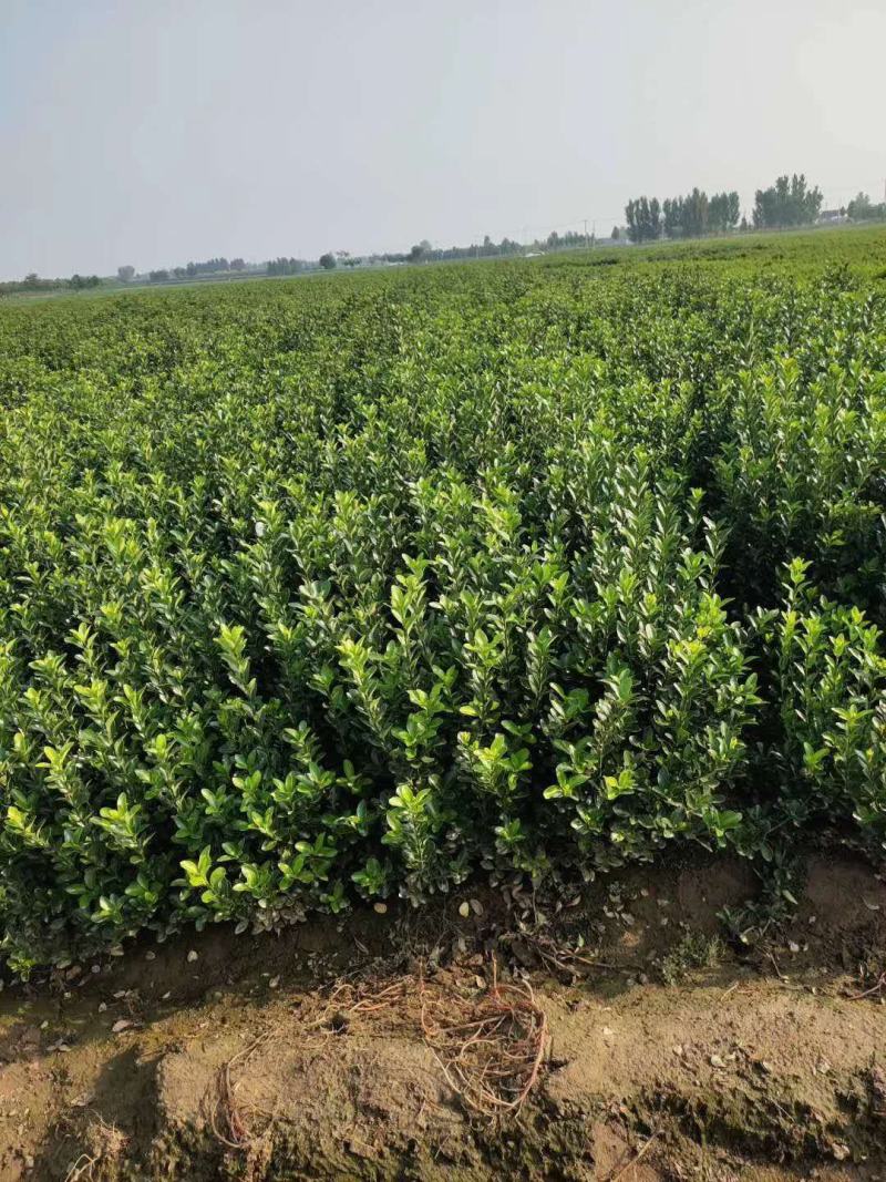 大量低价出售，50-80公分，大叶黄杨，冬青