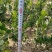 大量低价出售，50-80公分，大叶黄杨，冬青