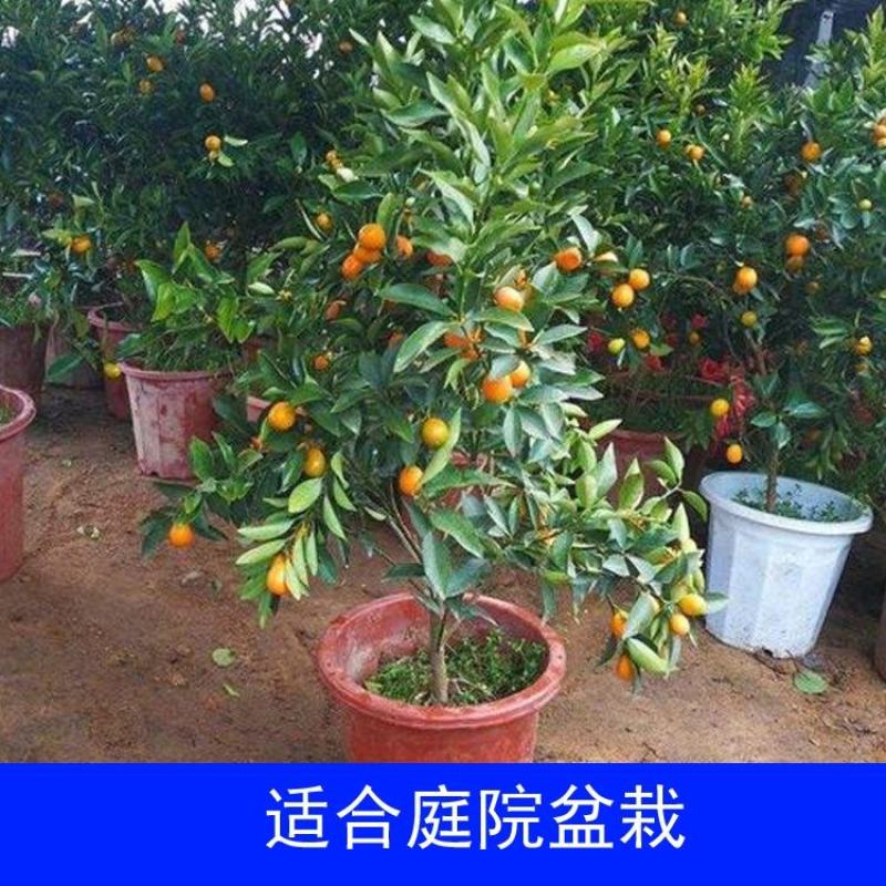 脆蜜桔苗，嫁接纯甜金桔广西发货金蛋桔树苗，少籽