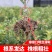 脆蜜桔苗，嫁接纯甜金桔广西发货金蛋桔树苗，少籽