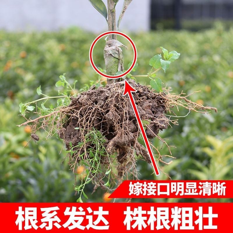 脆蜜桔苗，嫁接纯甜金桔广西发货金蛋桔树苗，少籽