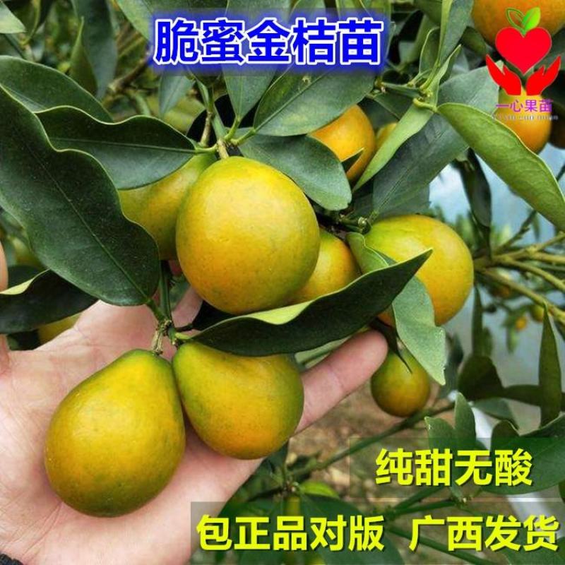 脆蜜桔苗，嫁接纯甜金桔广西发货金蛋桔树苗，少籽