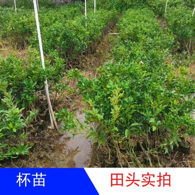 脆蜜桔苗，嫁接纯甜金桔广西发货金蛋桔树苗，少籽