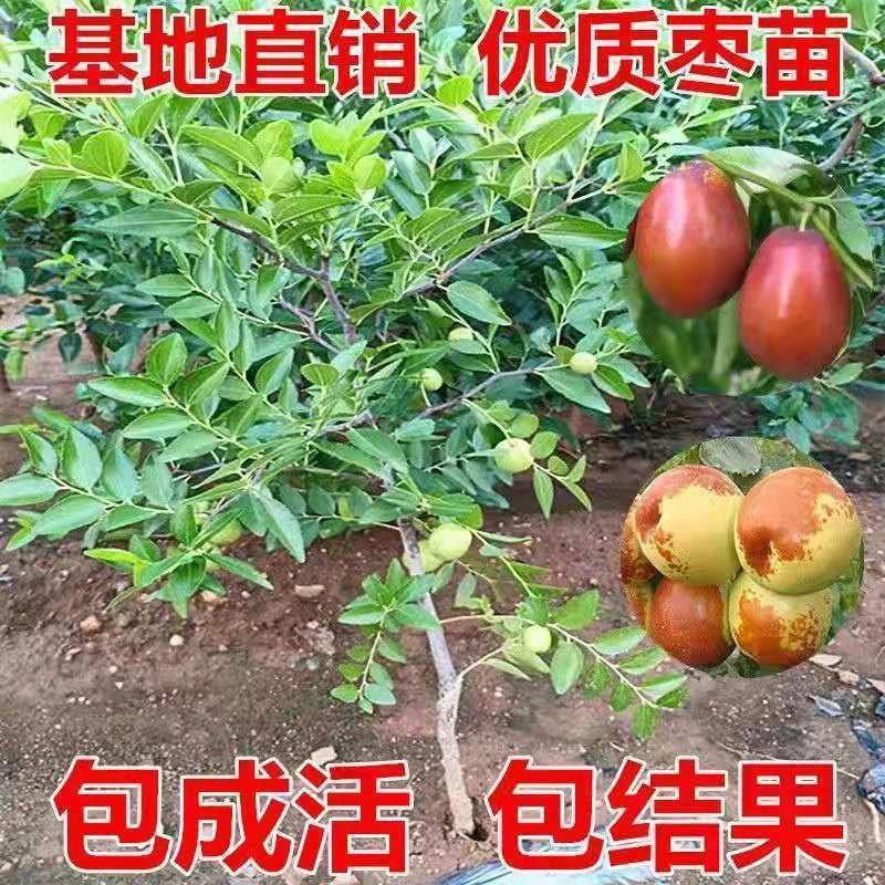 台湾大青枣树苗嫁接枣苗盆栽地栽南北方种植当年结果树苗