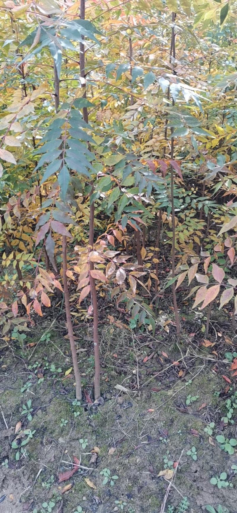 一年生苗黄连木苗