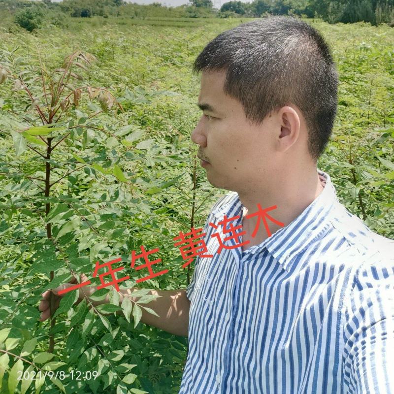 一年生苗黄连木苗
