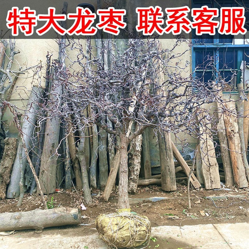 和田枣树苗嫁接枣苗盆栽地栽南北方种植当年结果苗脆甜枣树苗