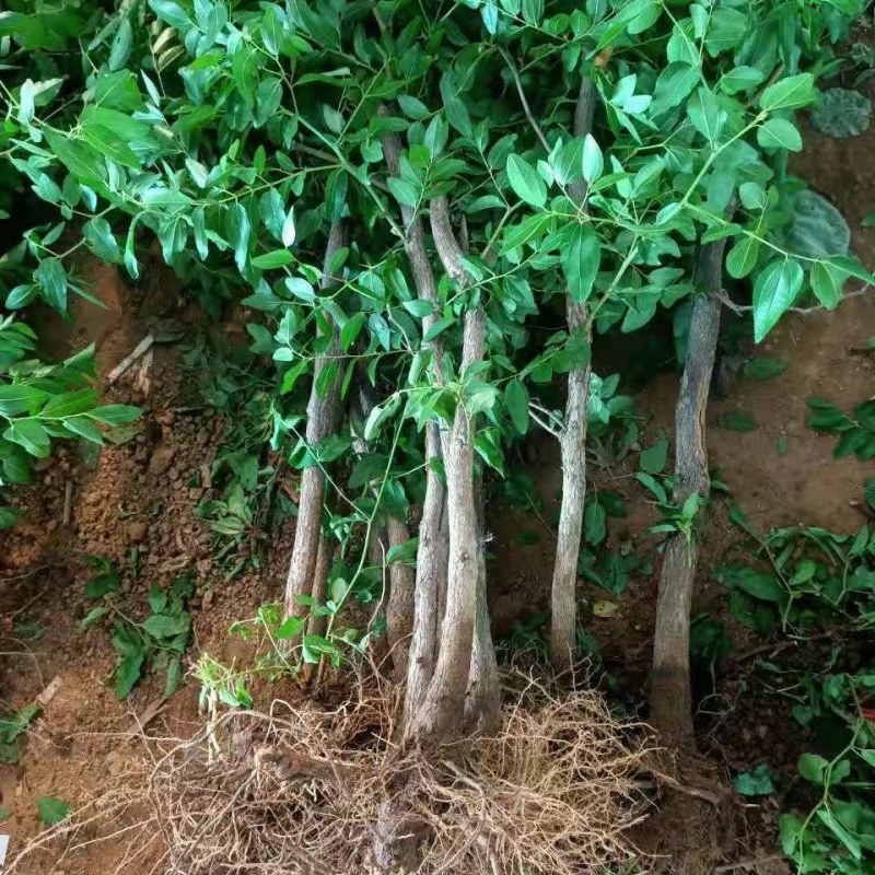 和田枣树苗嫁接枣苗盆栽地栽南北方种植当年结果苗脆甜枣树苗