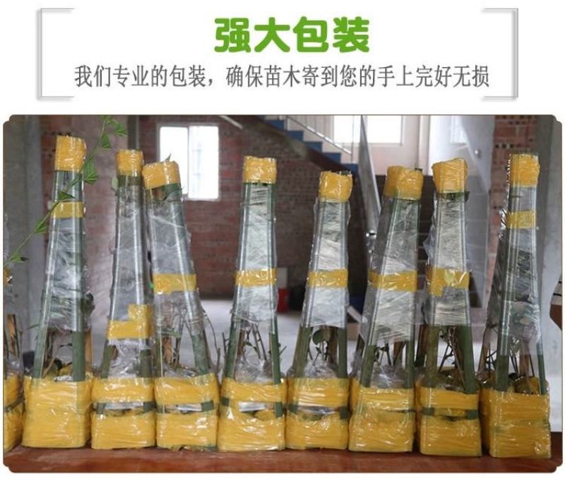 脆蜜桔苗，嫁接纯甜金桔广西发货金蛋桔树苗，少籽